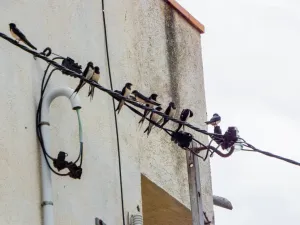 Rodzaje systemów odstraszających ptaki