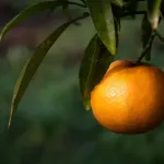 Rośliny śródziemnomorskie